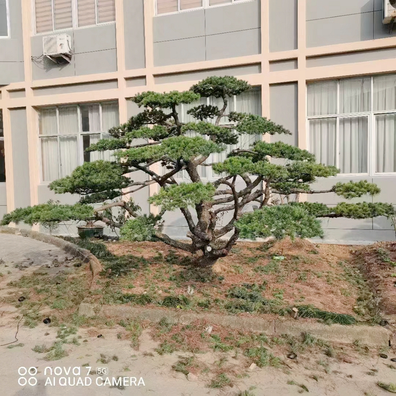 湖州五针松造型