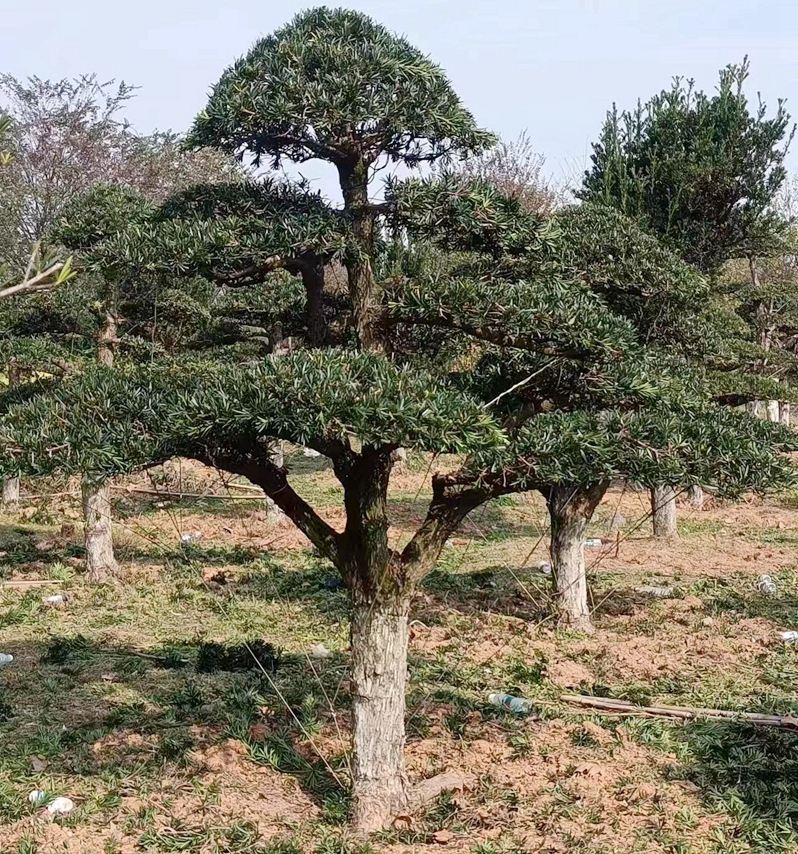 湖州罗汉松造型设计