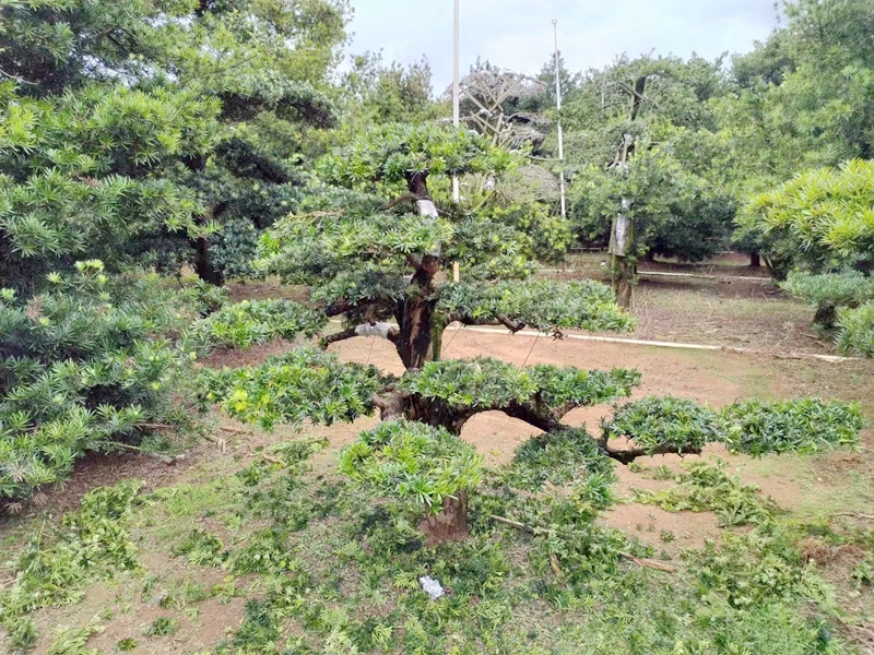 上海罗汉松造型设计